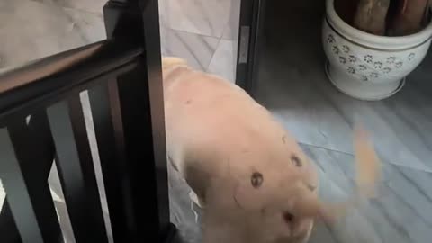 Why is this dog so naughty among pigs