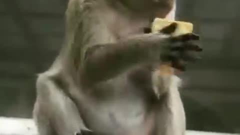 funny animals