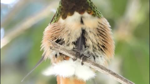 Hummingbird Stretching