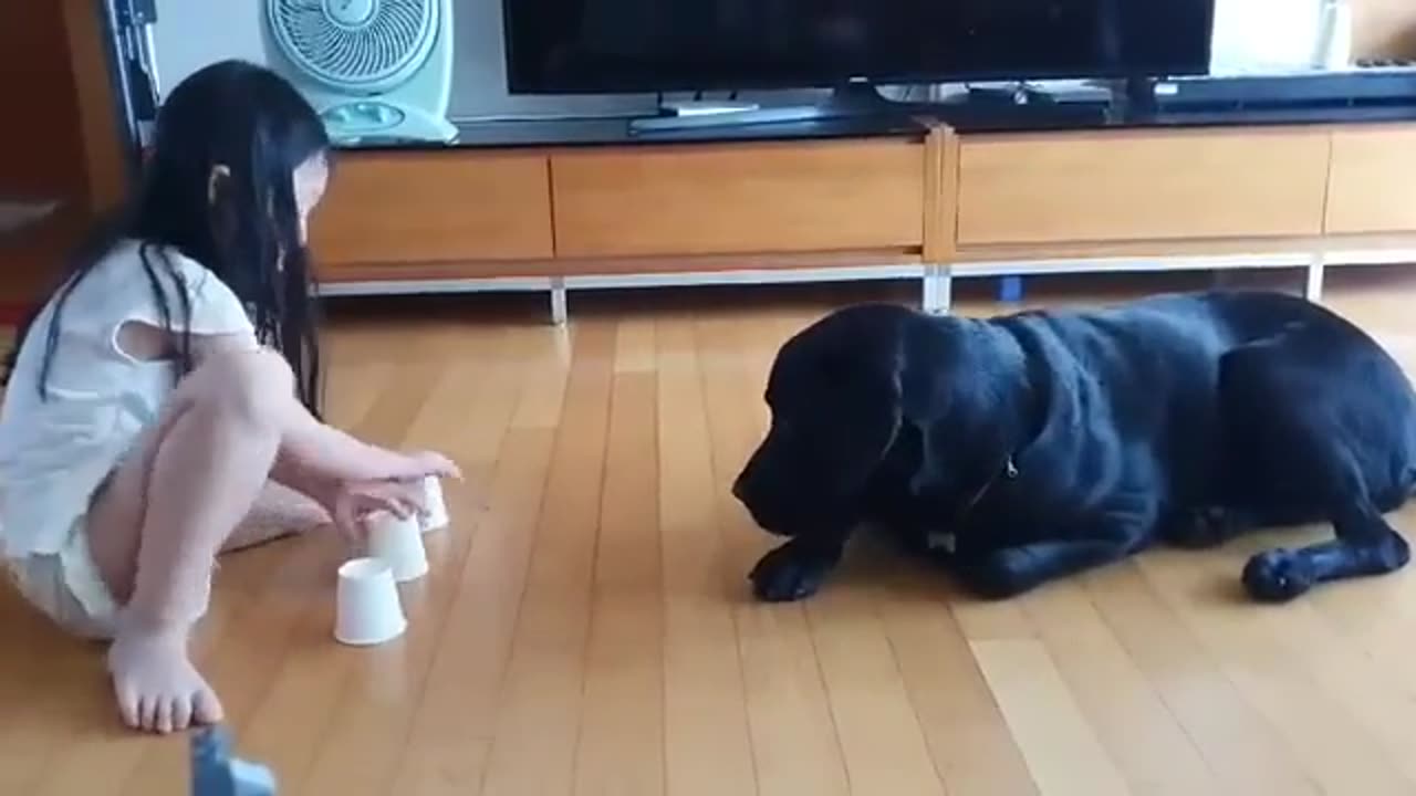 Nice Black Dog at Home