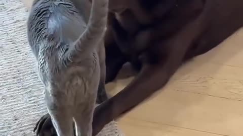 Cats living with dogs 🤣