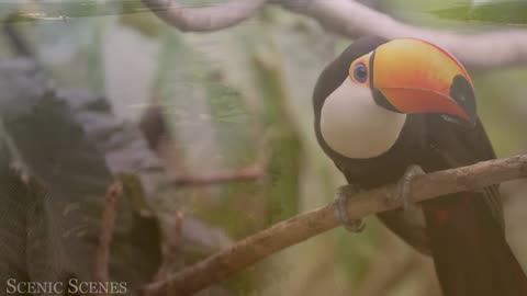 Amazon forest wild life