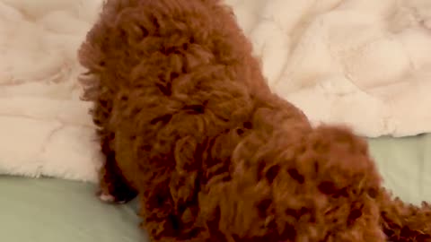 🐶💥 Doggo's Dream Come True: The Claw is MINE! | FunFM