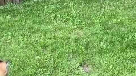 Funny Animals