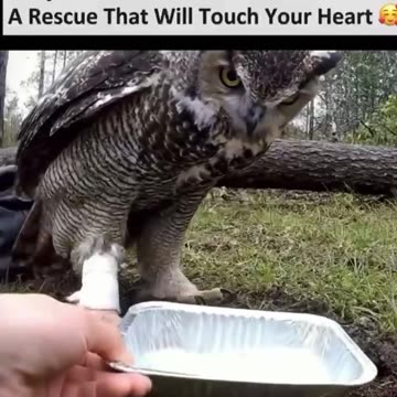 Owl rescue