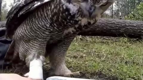 Owl rescue