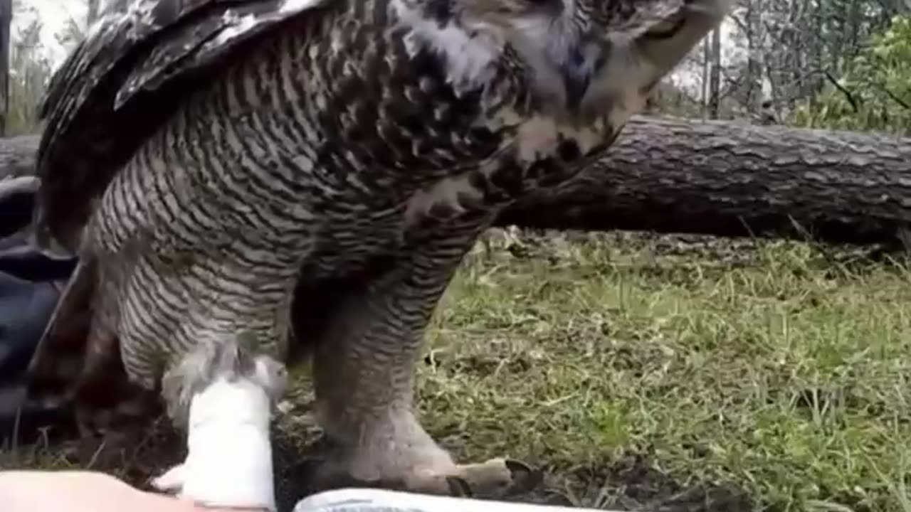 Owl rescue