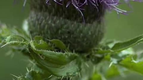 Spiky but Healing: Benefits of Common Thistle