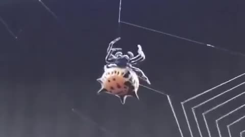 Cobweb Engineer