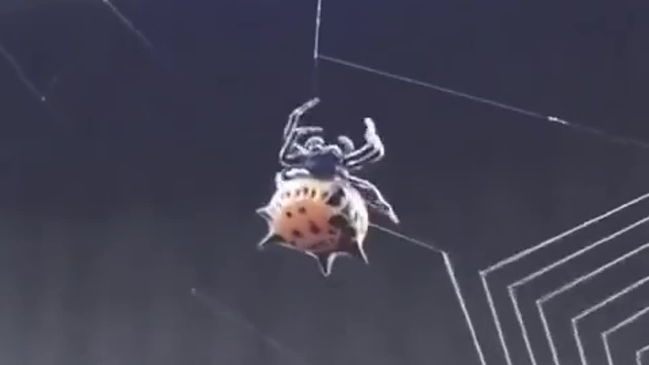 Cobweb Engineer
