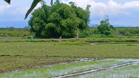 Bawat piraso ng bigas pawis nila ang katumbas.🎋