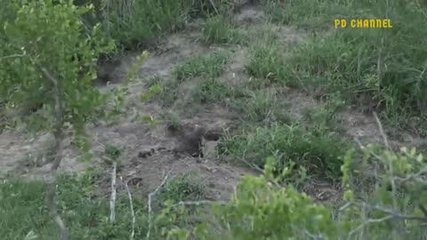 Brave Warthog Parents Is Determined To Chase And Attack Lion !!