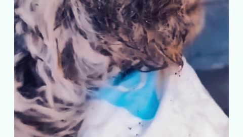 Heartwarming Dog Rescue Story