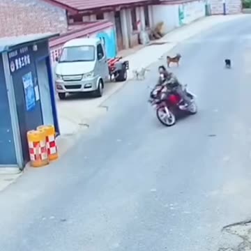 The mischievous dog that made the man fall off his motorcycle😂