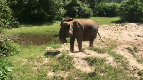 Yala National #srilanka Park# Safari Adventure & Ancient Wonders
