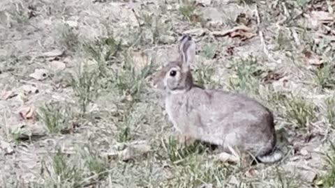 LooK! A Rabbit LOL