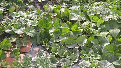 Кабачки устойчивые и подвой для дыни 🍈🍉🎃кабачи и удачи. Проект чугуний