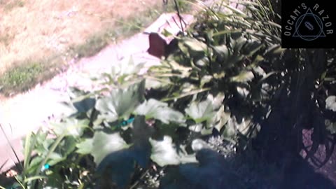 Butch the Sunflower