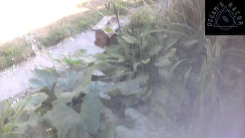 Butch the Sunflower