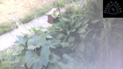 Butch the Sunflower