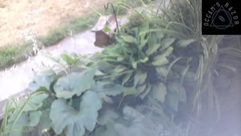 Butch the Sunflower