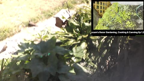 Butch the Sunflower