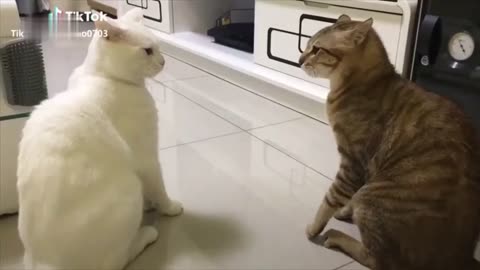Cats Being Cats: The Funniest Feline Logic! 😹