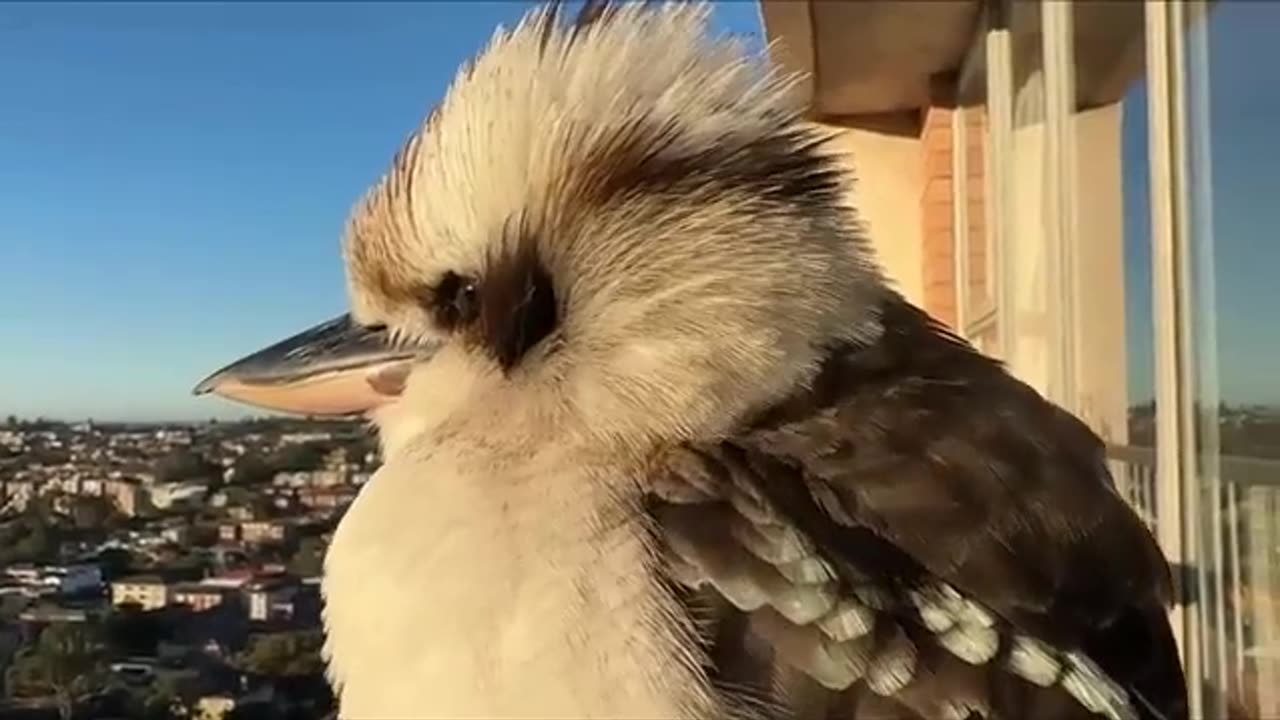 Big Bird in Balcony