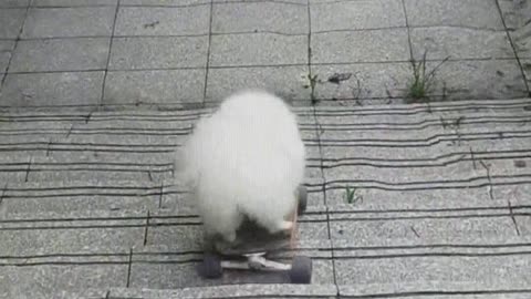 The dog plays skateboard and it can even accelerate.