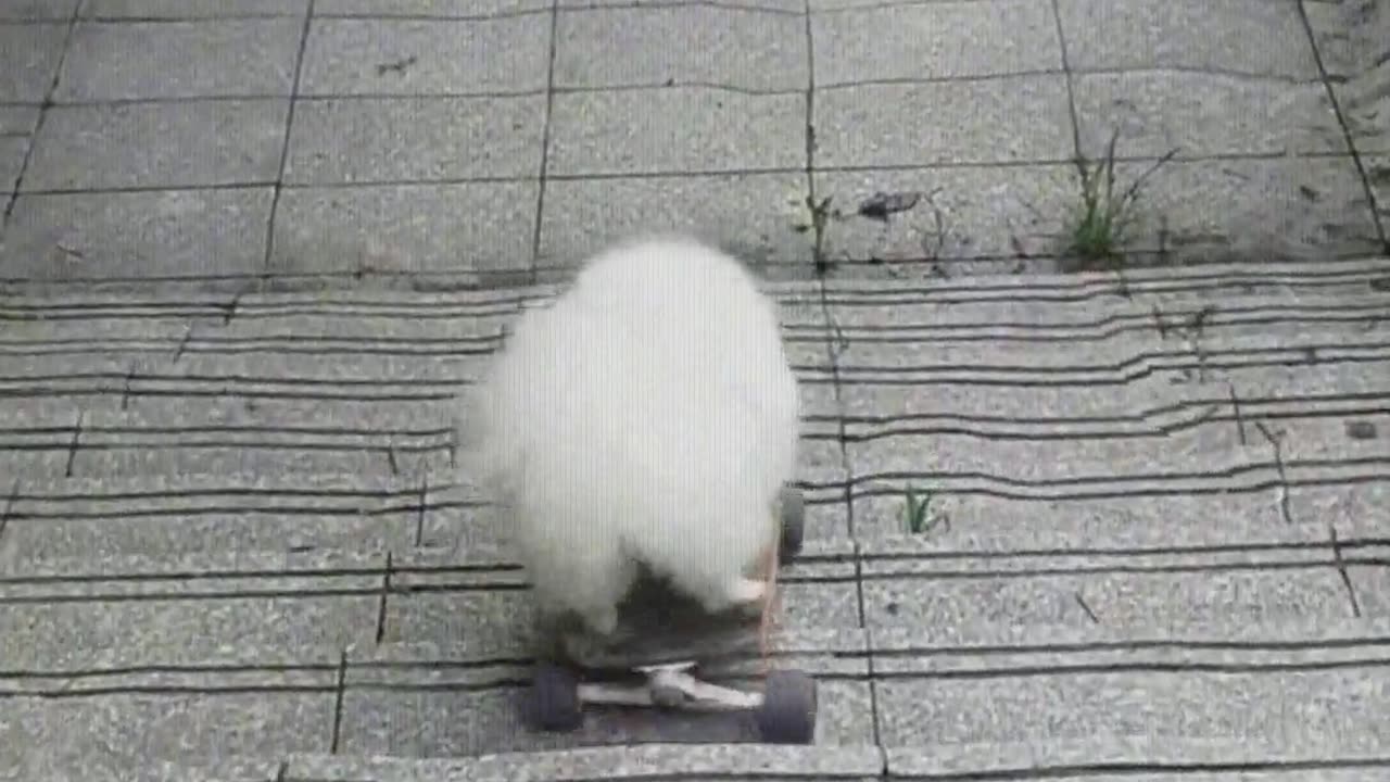 The dog plays skateboard and it can even accelerate.