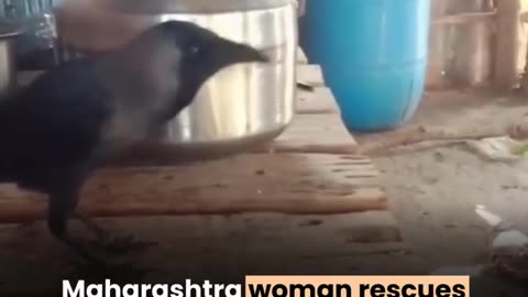 Crow start to speak native language propaganda