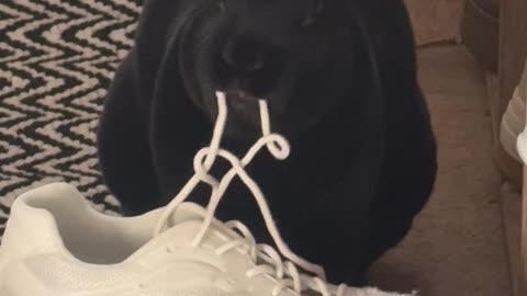 Bunny Munches Shoelaces