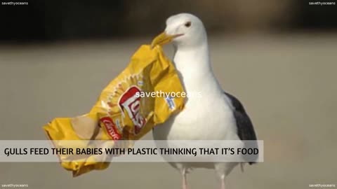 Save The Oceans