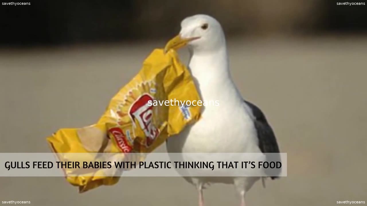 Save The Oceans