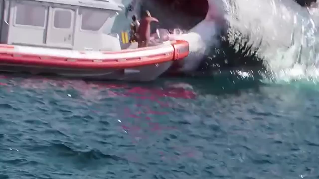 Animal Transformation