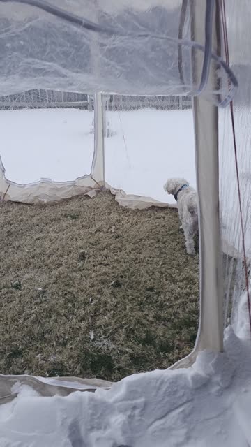 Dogs Pooping and Peeing During Snow Storm