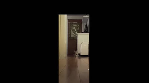 Animal Drift