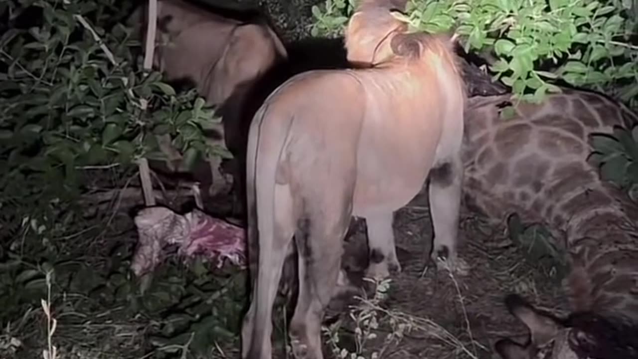 A lion hunted a giraffe at night, the picture is a bit scary #noteinspiration #animals #africa