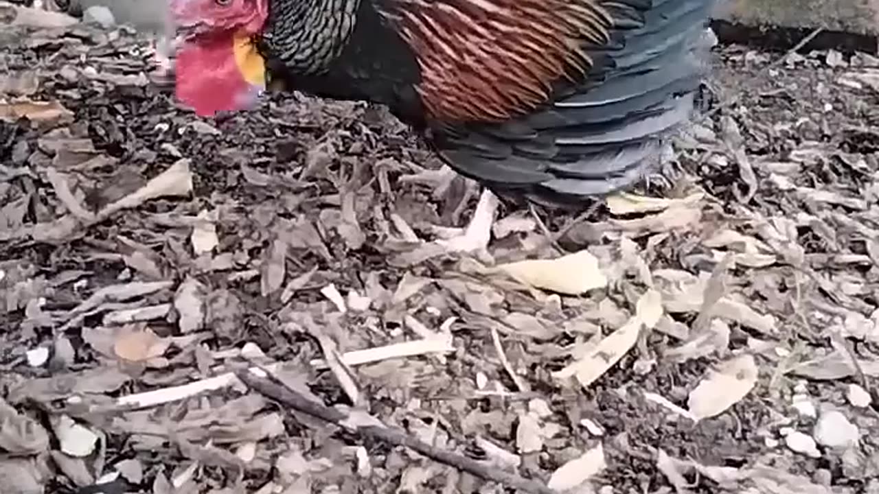 My rare Aseel rooster 🐔🔞☠️ #aseel #aseelmurga #youtubeshorts #aseellovers #shorts