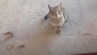 Un hombre se opone al ‘romance’ de dos gatos