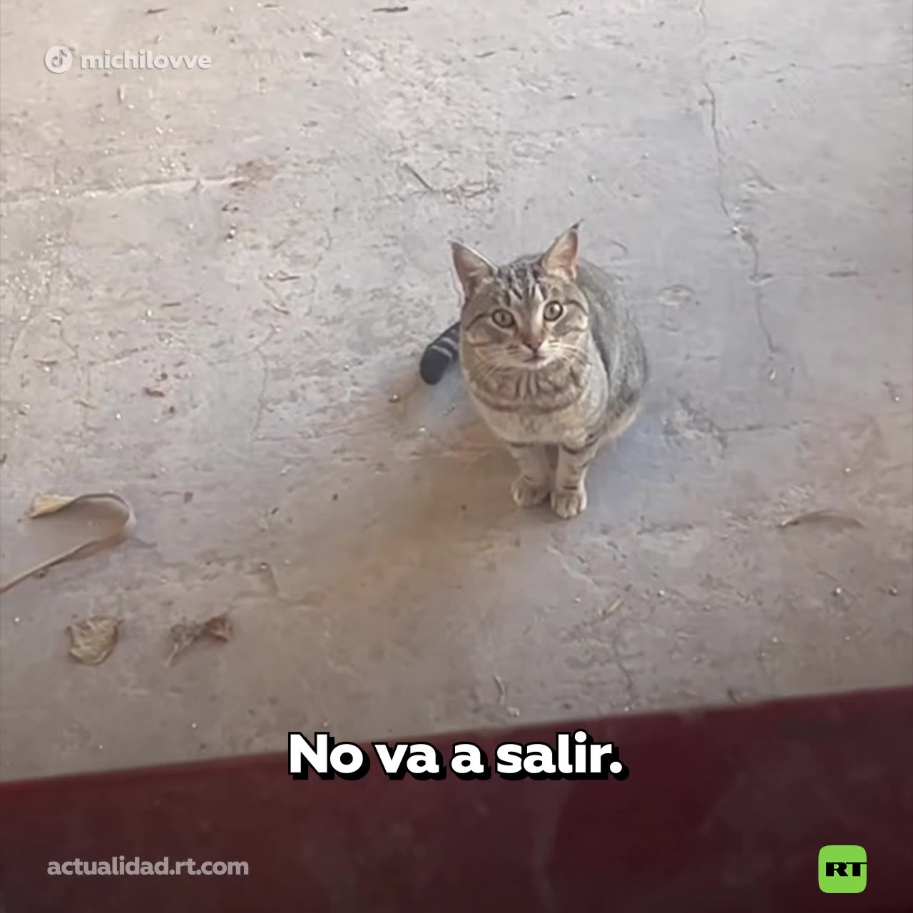 Un hombre se opone al ‘romance’ de dos gatos