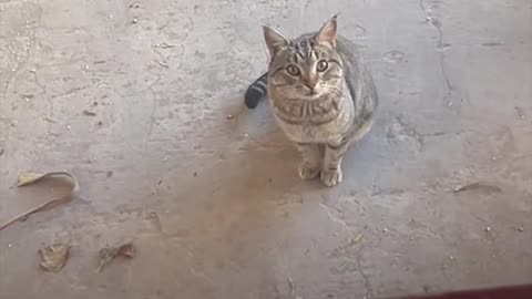 Un hombre se opone al ‘romance’ de dos gatos