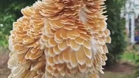 Chickens say hey