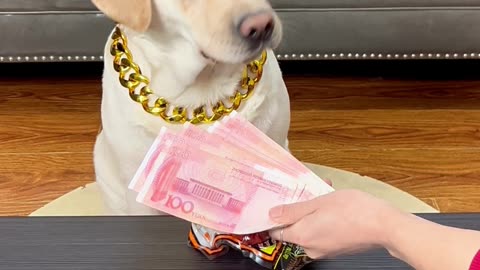 狗子：早说今天没套路啊，还能重来嘛？Dog: I should have said there were no tricks today, can we redo it?