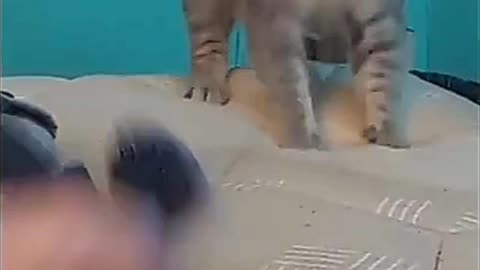 Funny Animal Video | Funny Cat Clips | Funny Video Clips #funny #animal #cat #viral