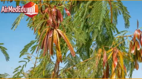 35 Beneficios de las Hojas de Acacia