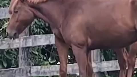 8 Horses Stabbed in Welland, Ontario