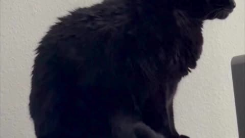 Cute Precious Piper Dries Off From Her Bath - Adopting a Cat from a Shelter Vlog #shorts
