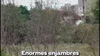 ‘Plaga bíblica’: Enormes enjambres de langostas devoran el sur de Ucrania