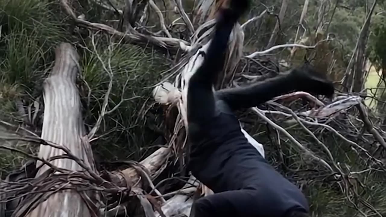 Funny short video